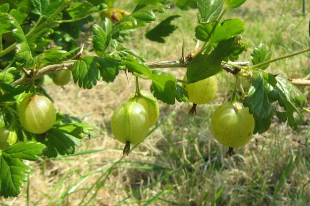 Gooseberry