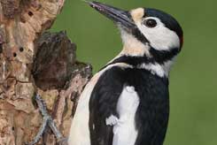Great spotted woodpecker