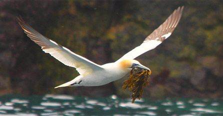 A gannet in flight with seaweed in it's bill. Image by Ade Owens.