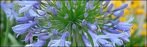 African Blue Lily