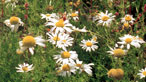 Daisies