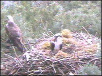 The osprey pair 2007
