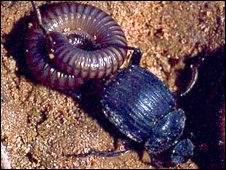 Dung beetle deltochilum valgum 