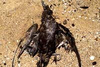 dead bird