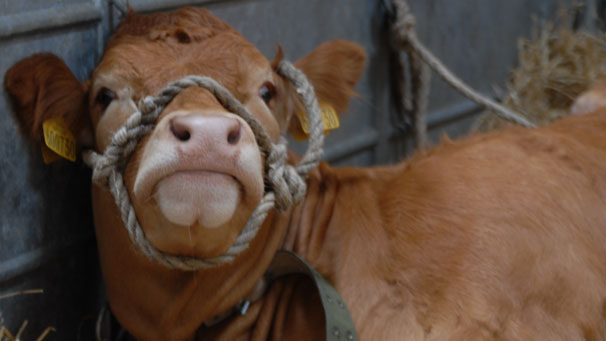 This Limousin enjoys a short rest in the cattle hall on Friday.