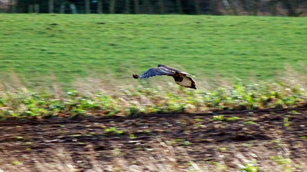 Buzzard flying low over farmland