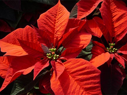 Poinsettia plant with red leaves.