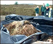 The ants return home 