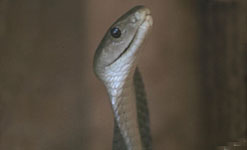 Spitting Cobra Snake