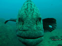 A potato grouper
