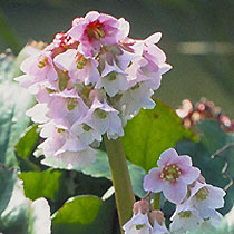 Bergenia 'Baby Doll'
