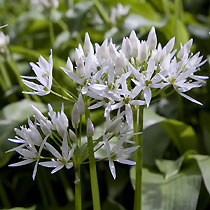 Allium ursinum