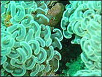 Mercan kayalıkları