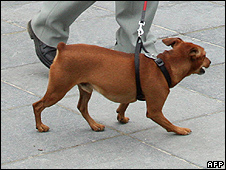 A Brussels dog