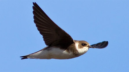 sand_martin.jpg