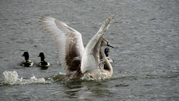 A cygnet flaps its wings in a loch