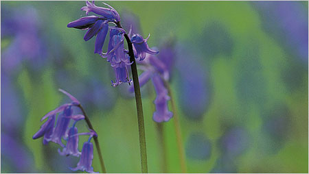 Bluebells c/o rspb Andy Hay
