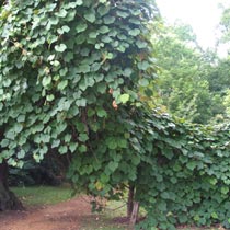 Vitis coignetiae