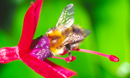 Do one thing for nature and create your own Breathing Place to enjoy local wildlife.