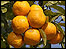 oranges