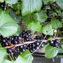 Blackcurrant