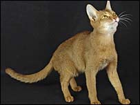 Gata Cinnamon