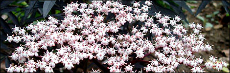Sambucus Nigra 'Black Lace'