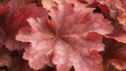 Heuchera 'Peach Flambe'