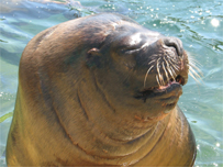 Carus gets ready for a feed