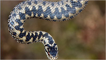 Adder c/o Fred Holmes Herpetological Conservation Trust
