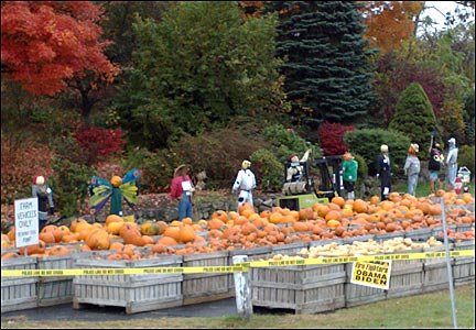 Field with scarecrows and pumpkins for sale (photo taken by Ian Sherwood)