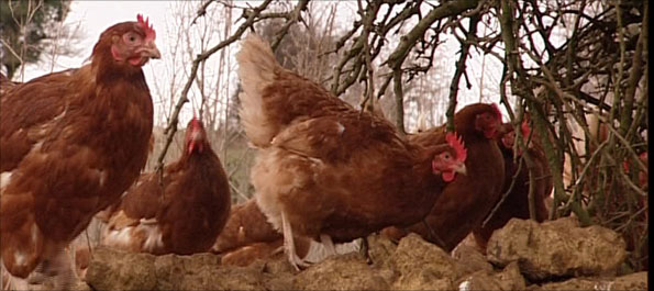 Free range hens in Somerset
