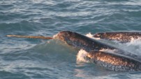 Narwhal by Kristin Laidre