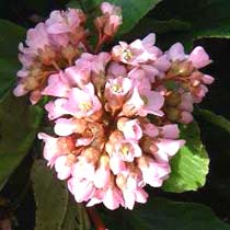 Bergenia cordifolia