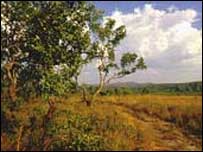 Cerrado