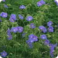 Geranium 'Johnson's Blue'