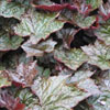 Heuchera