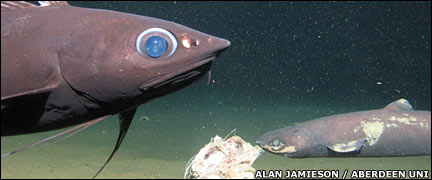 Violet cod or blue antimora