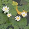 Water lily