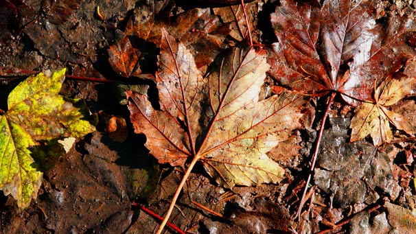 A close up photo of the red leaves of Autumn