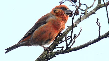 crossbill2.jpg