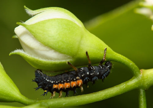 Harmonia axyridis larvae © Wizzywam