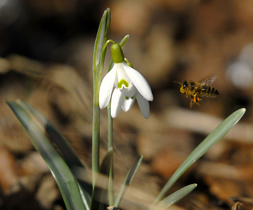 bee and snowdrop by Andy Richardson