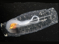 浮游生物