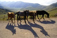 Horses standing on a road, photo by Tom Ang