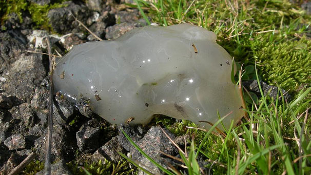 'Jelly' on stones, moss and grass