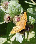 Silver-washed fritillary (Chris Ellis)
