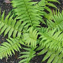 Dryopteris