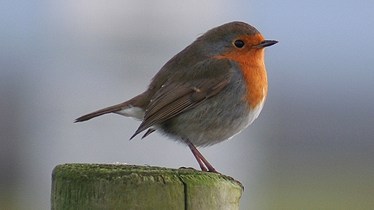 A robin