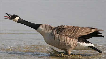 Canada Goose c/o Margaret Holland